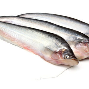 pabda fish.jpg