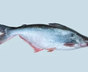 pangash e1749979430834.webp